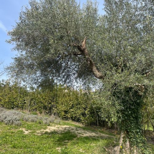 Cestou k agrikultúre